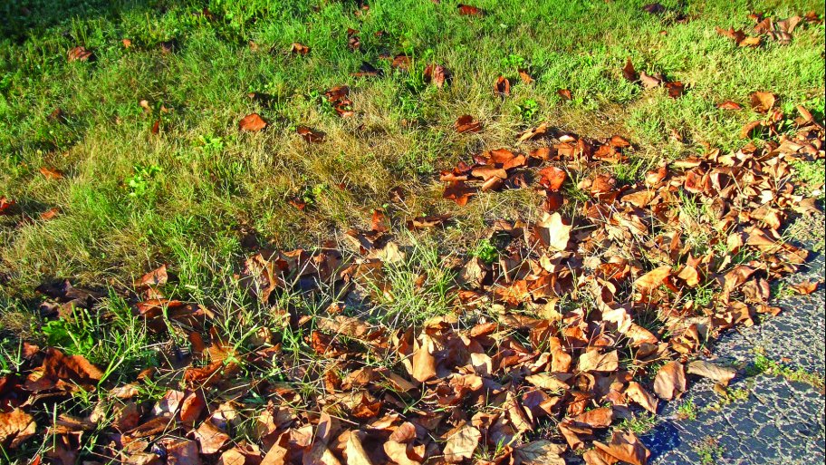Fall leaves sit at the edge of a lawn.